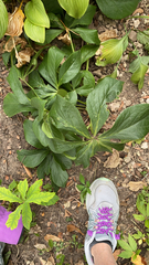 Helleborus orientalis