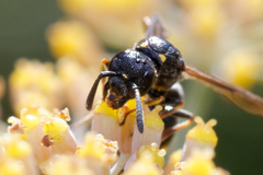 Symmorphus bifasciatus