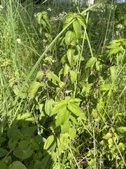 Boehmeria cylindrica