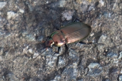 Poecilus versicolor