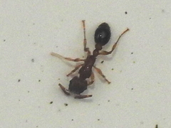 Tetramorium bicarinatum
