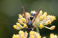 Symmorphus bifasciatus