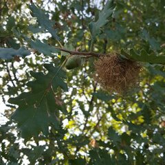 Andricus caputmedusae