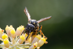 Symmorphus bifasciatus