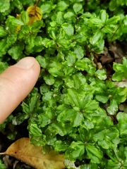 Rhizomnium punctatum