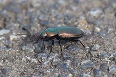 Poecilus versicolor
