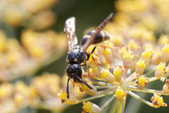 Symmorphus bifasciatus
