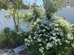 Clematis