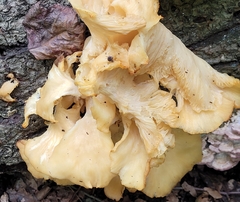 Pleurotus citrinopileatus