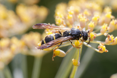 Symmorphus bifasciatus