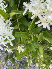 Clematis