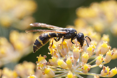 Symmorphus bifasciatus