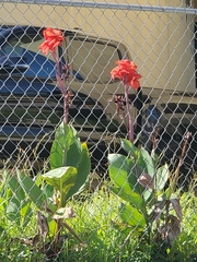Canna × generalis