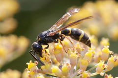 Symmorphus bifasciatus