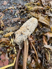 Laminaria digitata