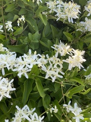 Clematis