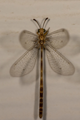 Clathroneuria schwarzi