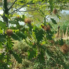 Andricus caputmedusae
