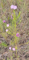Agalinis aspera