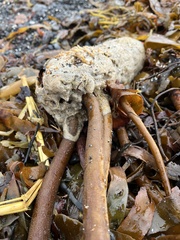 Laminaria digitata