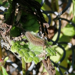 Erebidae