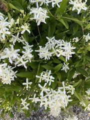 Clematis