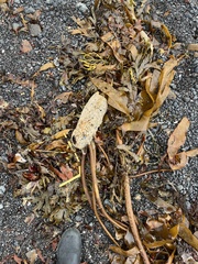 Laminaria digitata