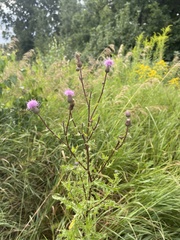 Cirsium arvense arvense