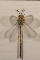 Clathroneuria schwarzi