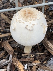 Chlorophyllum
