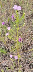 Agalinis aspera