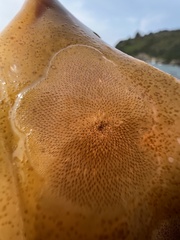 Membranipora membranacea