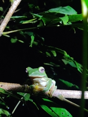 Rhacophorus malabaricus