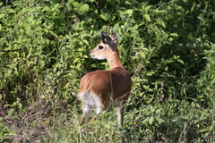 Raphicerus campestris neumanni