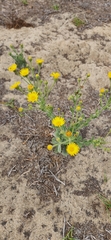 Chrysopsidinae