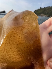 Membranipora membranacea