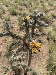 Cylindropuntia imbricata