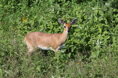Raphicerus campestris neumanni