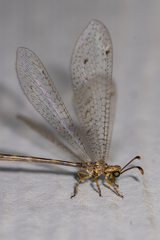 Clathroneuria schwarzi