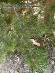 Pinus contorta murrayana