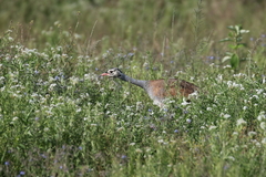 Eupodotis senegalensis