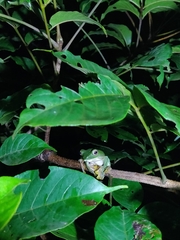 Rhacophorus malabaricus