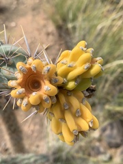 Cylindropuntia imbricata