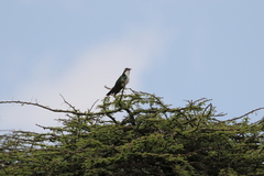 Chrysococcyx caprius