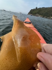 Membranipora membranacea