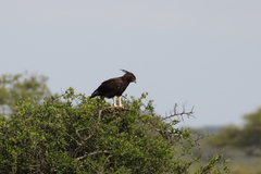 Lophaetus occipitalis