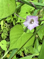 Ipomoea lacunosa