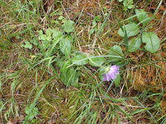 Dipsacoideae