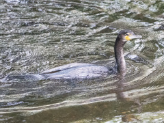 Phalacrocorax carbo
