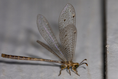 Clathroneuria schwarzi